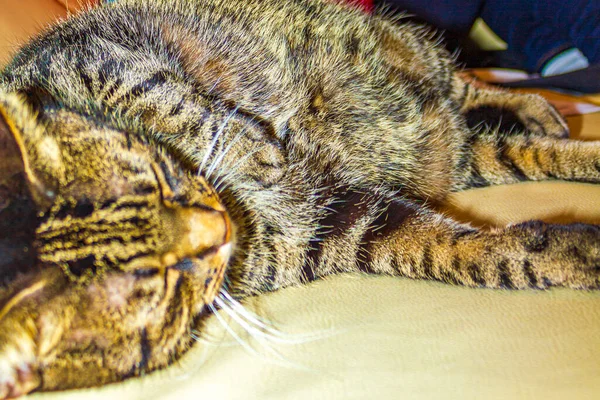Cute Kot Dużymi Zielonymi Oczami Siedzi Śpi Białej Kanapie Lub — Zdjęcie stockowe