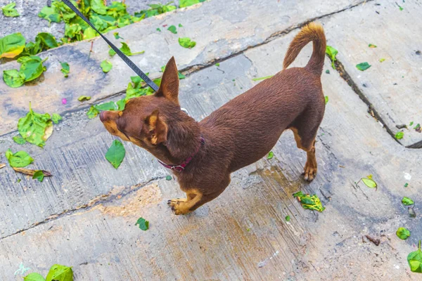 Mexican brown russian toy terrier dog walking on wet floor after rain in Playa del Carmen Mexico.