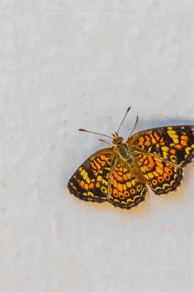 Bunte Schöne Orange Gelbe Schmetterling Insekt Sitzt Der Wand Weißen — Stockfoto