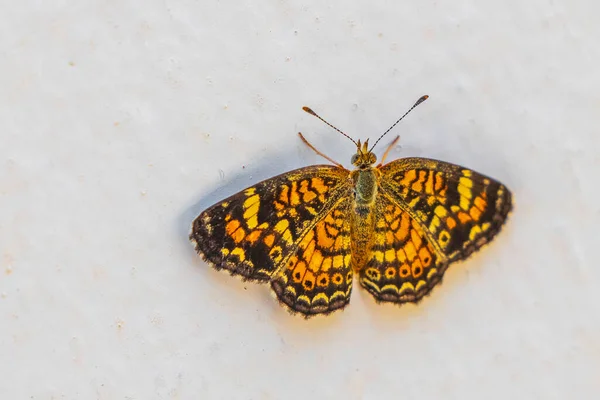 Colorido Hermoso Insecto Mariposa Amarillo Naranja Sentado Pared Fondo Blanco —  Fotos de Stock