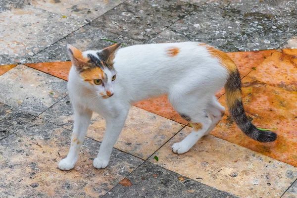 Білий Кіт Біжить Підлозі Мексиці — стокове фото