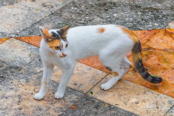 White cat is running walking on the floor in Mexico.