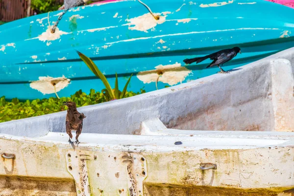 Большехвостые Птицы Grackle Сидят Старых Лодках Тропической Природе Playa Del — стоковое фото