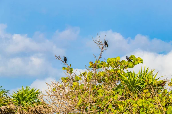Pájaro Gruñón Cola Grande Sentado Sobre Ramas Árboles Hojas Una —  Fotos de Stock