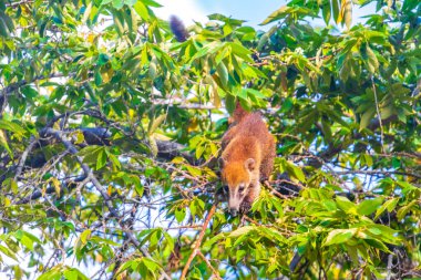 Koati koatileri ağaçlara ve dallara tırmanır ve Playa del Carmen Quintana Roo Meksika 'daki tropik ormanlarda meyve arar ve yerler..