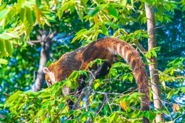 Koati koatileri ağaçlara ve dallara tırmanır ve Playa del Carmen Quintana Roo Meksika 'daki tropik ormanlarda meyve arar ve yerler..