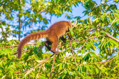Koati koatileri ağaçlara ve dallara tırmanır ve Playa del Carmen Quintana Roo Meksika 'daki tropik ormanlarda meyve arar ve yerler..