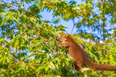 Koati koatileri ağaçlara ve dallara tırmanır ve Playa del Carmen Quintana Roo Meksika 'daki tropik ormanlarda meyve arar ve yerler..