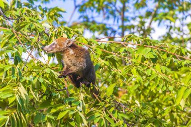 Koati koatileri ağaçlara ve dallara tırmanır ve Playa del Carmen Quintana Roo Meksika 'daki tropik ormanlarda meyve arar ve yerler..