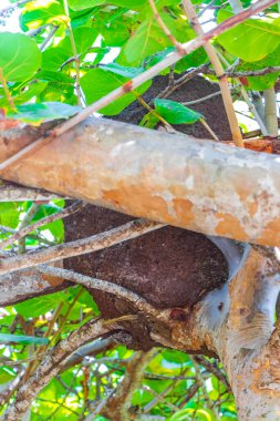 Ağaçtaki termit yuvası veya tropikal Meksika ormanlarındaki dallar Playa del Carmen Quintana Roo Meksika 'daki doğal orman manzarası.