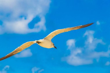 Flying seagull bird with blue sky background with clouds in Playa del Carmen Quintana Roo Mexico.