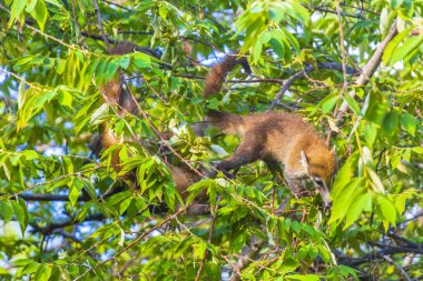 Koati koatileri ağaçlara ve dallara tırmanır ve Playa del Carmen Quintana Roo Meksika 'daki tropik ormanlarda meyve arar ve yerler..