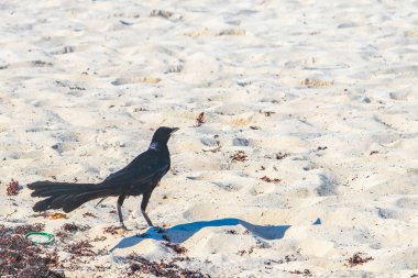 Büyük kuyruklu Grackle Quiscalus Quiscalus erkek kuş dişi kuş Playa del Carmen Quintana Roo Mexico 'daki tropik Meksika plajında iğrenç sargazo yiyor..