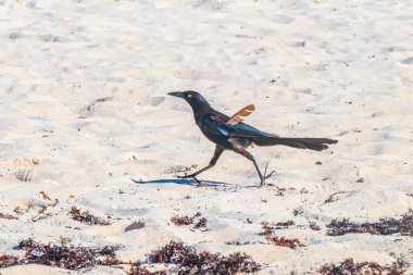 Büyük kuyruklu Grackle Quiscalus Quiscalus erkek kuş dişi kuş Playa del Carmen Quintana Roo Mexico 'daki tropik Meksika plajında iğrenç sargazo yiyor..