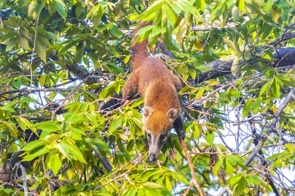 金塔纳罗奥州热带丛林里的科蒂 科蒂西亚人爬上树木和树枝 吃着水果 寻找果实 — 图库照片