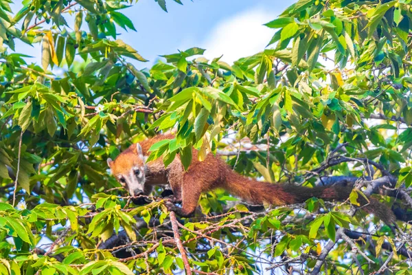 Coati Coatis Wspiąć Się Drzewa Gałęzie Jeść Szukać Owoców Tropikalnej — Zdjęcie stockowe