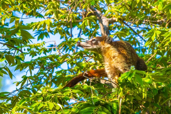 Coati Coatis Mászni Fák Ágak Enni Keresni Gyümölcsöt Trópusi Dzsungelben — Stock Fotó