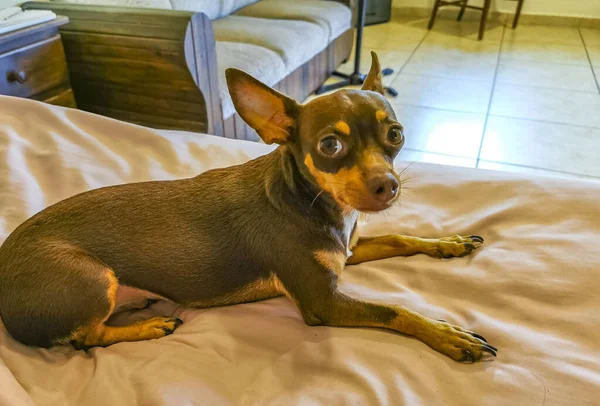 Retrato Perro Mexicano Moreno Ruso Terrier Juguete Mientras Encantador Lindo —  Fotos de Stock