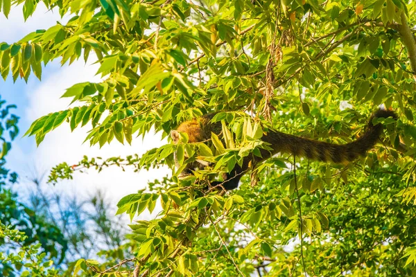 Coati Coatis Взбираться Деревья Ветви Искать Фрукты Тропических Джунглях Playa — стоковое фото