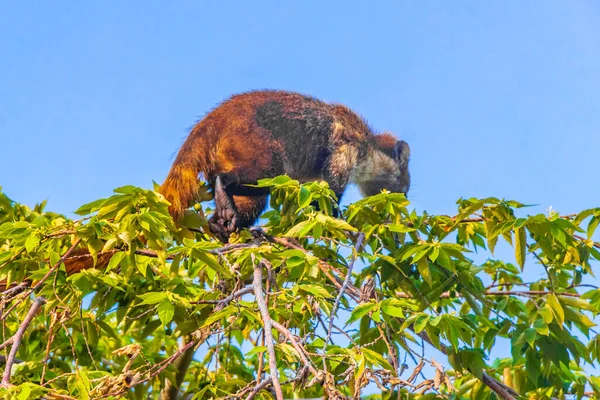 Nasenbären Klettern Auf Bäume Und Äste Und Fressen Und Suchen — Stockfoto