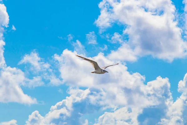 Flying seagull bird with blue sky background with clouds in Playa del Carmen Quintana Roo Mexico.
