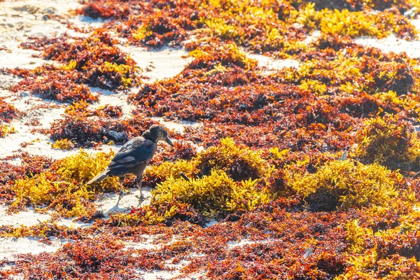Гракл Длиннохвостым Хвостом Quiscalus Mexicanus Самки Птиц Поедающих Отвратительный Саргазо — стоковое фото
