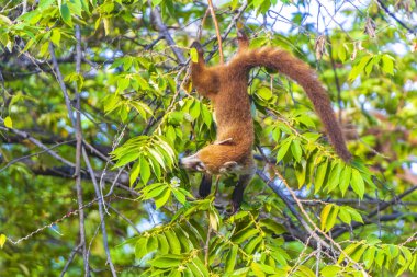 Koati koatileri ağaçlara ve dallara tırmanır ve Playa del Carmen Quintana Roo Meksika 'daki tropik ormanlarda meyve arar ve yerler..