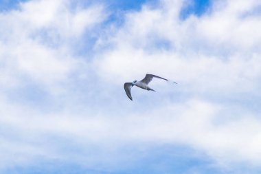 Flying seagull bird with blue sky background with clouds in Playa del Carmen Quintana Roo Mexico.