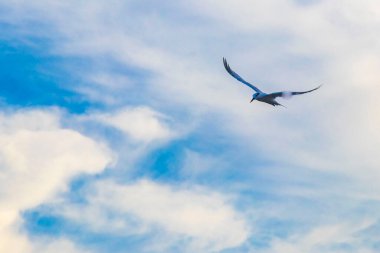 Flying seagull bird with blue sky background with clouds in Playa del Carmen Quintana Roo Mexico.