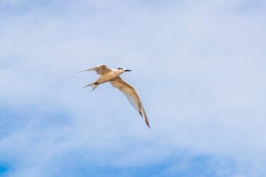 Flying seagull bird with blue sky background with clouds in Playa del Carmen Quintana Roo Mexico.