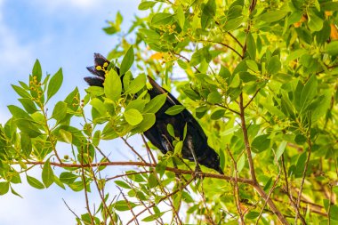 Büyük kuyruklu Grackle kuşları tropikal bir ağacın yaprakları üzerinde oturuyorlar Playa del Carmen Quintana Roo Mexico.
