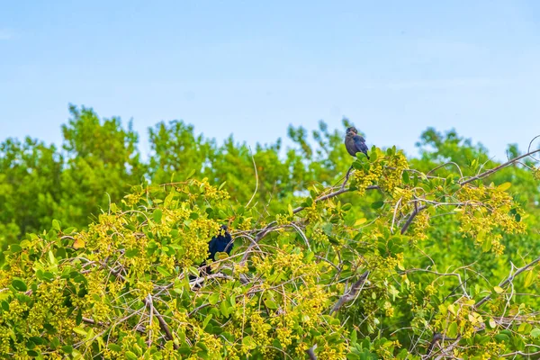 Great Tailed Grackle Bird Birds Sitting Tree Branches Leaves Tropical — Stock Photo, Image