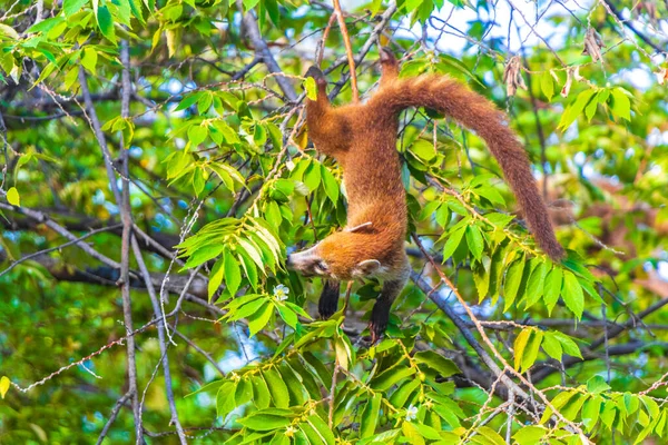 Coati Coati Beklimmen Bomen Takken Eten Zoeken Naar Fruit Tropische — Stockfoto