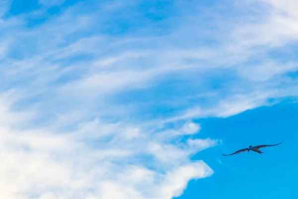 Flying Seagull Bird Blue Sky Background Clouds Playa Del Carmen — Stock Fotó