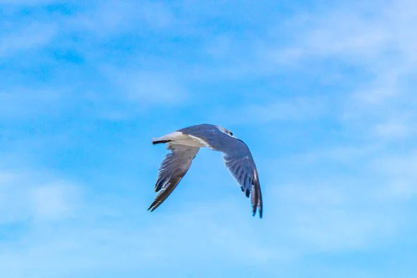 Flying Seagull Bird Blue Sky Background Clouds Playa Del Carmen — Stock Photo, Image
