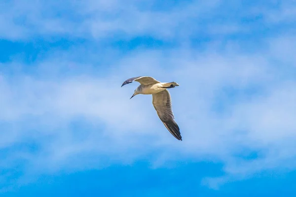 Flying Seagull Bird Blue Sky Background Clouds Playa Del Carmen — 图库照片