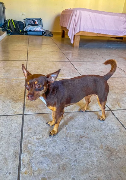 Portret Van Een Mexicaanse Bruine Russische Speelgoed Terriër Hond Terwijl — Stockfoto