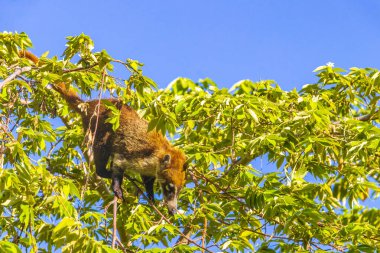 Koati koatileri ağaçlara ve dallara tırmanır ve Playa del Carmen Quintana Roo Meksika 'daki tropik ormanlarda meyve arar ve yerler..