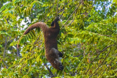 Koati koatileri ağaçlara ve dallara tırmanır ve Playa del Carmen Quintana Roo Meksika 'daki tropik ormanlarda meyve arar ve yerler..