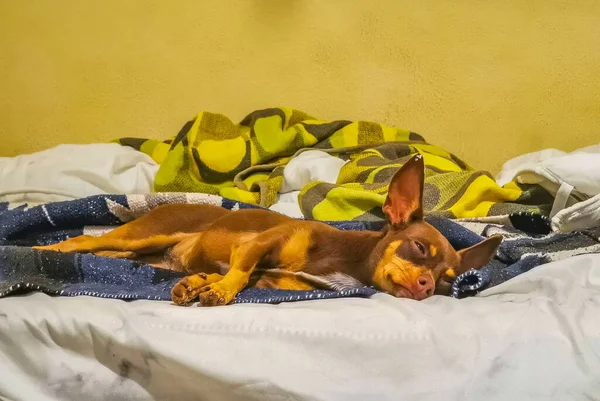 Portrait Mexican Brown Russian Toy Terrier Dog While Tired Sleeps — Photo