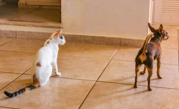 White cat and brown dog fight walk on the floor Mexico in Playa del Carmen Mexico.