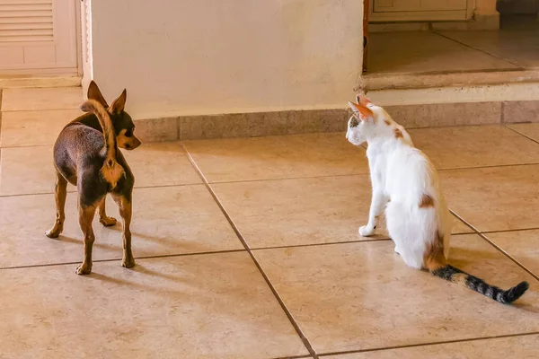 White cat and brown dog fight walk on the floor Mexico in Playa del Carmen Mexico.