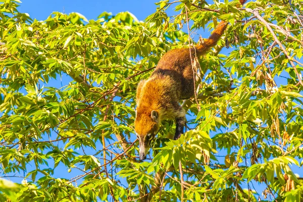 Coati Coatis Grimper Aux Arbres Aux Branches Manger Chercher Des — Photo