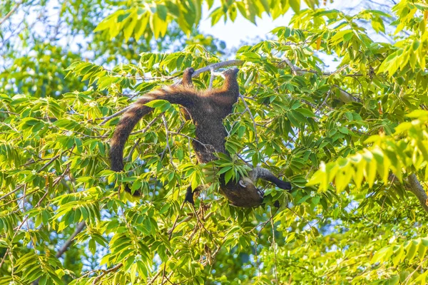 Koati koatileri ağaçlara ve dallara tırmanır ve Playa del Carmen Quintana Roo Meksika 'daki tropik ormanlarda meyve arar ve yerler..