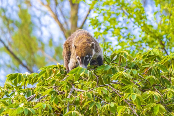 Coati Coatis Escalar Árvores Galhos Comer Procurar Frutas Selva Tropical — Fotografia de Stock
