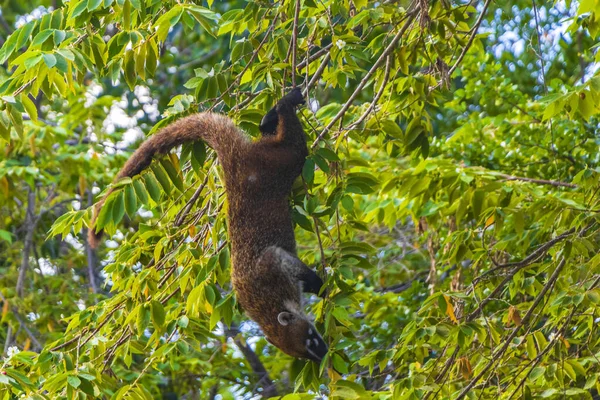 Coati Coatis Trepa Árboles Ramas Come Busca Frutas Selva Tropical — Foto de Stock