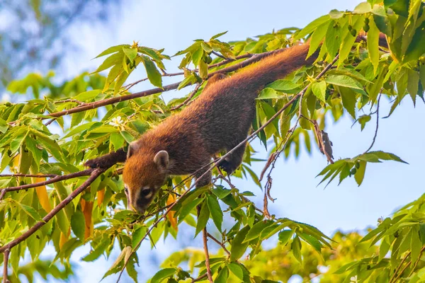 Coati Coatis Klättra Träd Och Grenar Och Äta Och Söka — Stockfoto