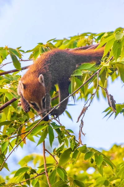 Coati Coatis Grimper Aux Arbres Aux Branches Manger Chercher Des — Photo