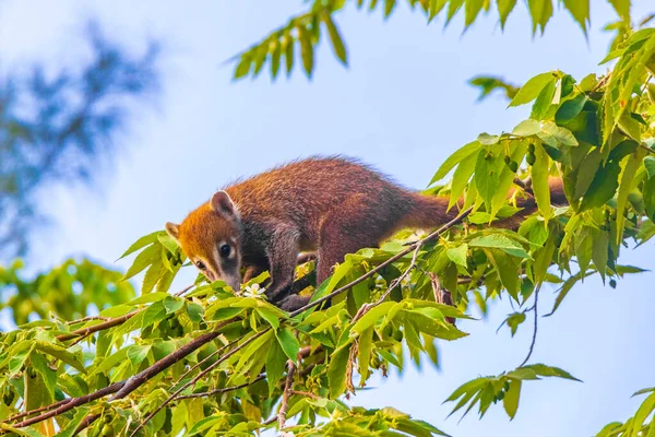 Coati Coatis Wspiąć Się Drzewa Gałęzie Jeść Szukać Owoców Tropikalnej — Zdjęcie stockowe