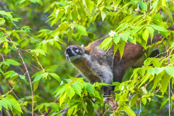 金塔纳罗奥州热带丛林里的科蒂 科蒂西亚人爬上树木和树枝 吃着水果 寻找果实 — 图库照片